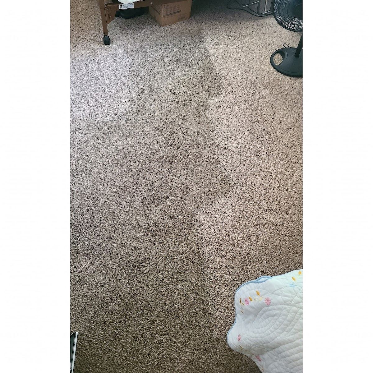 Carpet half-cleaned showing dramatic difference