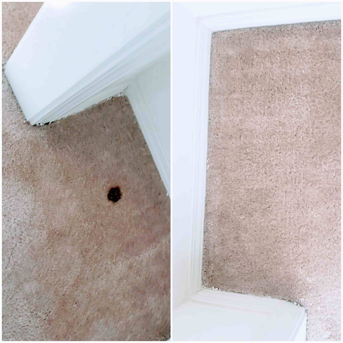Carpet spot removal before and after